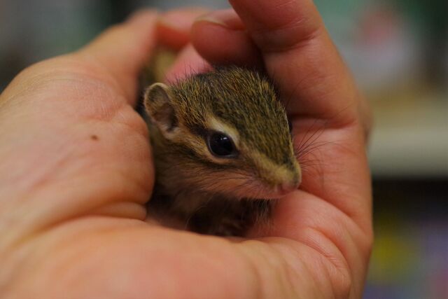 シマリス赤ちゃんが 入りました と たまにはのんびり旅したい 沖縄世界遺産の旅番外編 念願叶って その2 ペットショップふじやのブログ