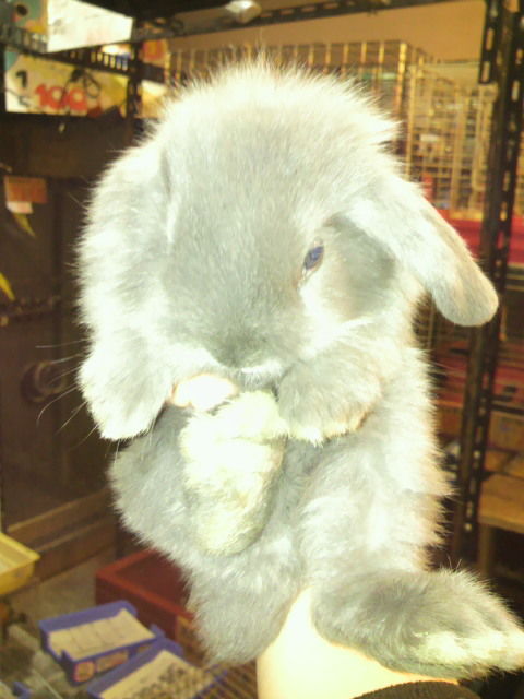 またウサギが来ました ペットショップふじやのブログ
