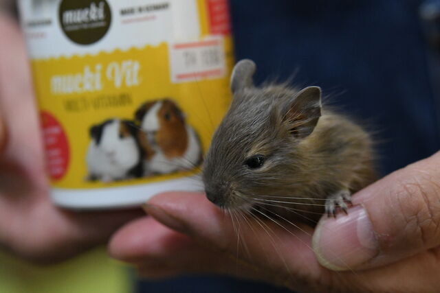 不二屋生まれのデグーの赤ちゃん 成長日記 ペットショップふじやのブログ