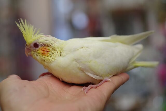 可愛いオカメインコとセキセイインコが 入りました ペットショップふじやのブログ