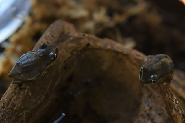 可愛いイエアメガエルが 入ってます ペットショップふじやのブログ