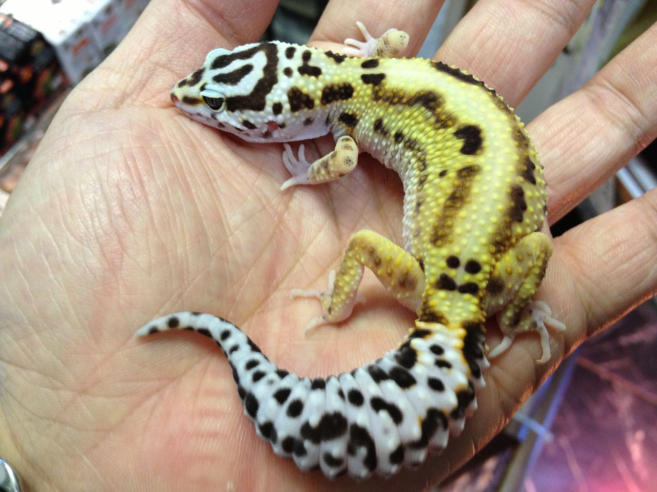 ぼくのお気に入りヒョウモントカゲモドキ ペットショップふじやのブログ ぼくのお気に入りヒョウモントカゲモドキ ペットショップふじやのブログ