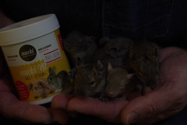 不二屋のデグー赤ちゃん 成長日記 ペットショップふじやのブログ