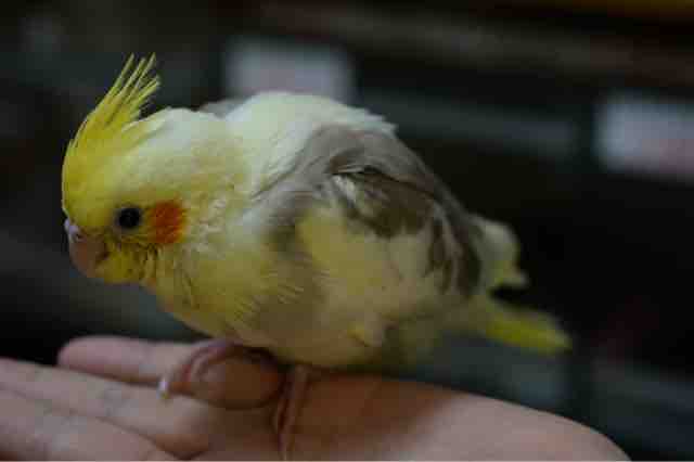 オカメインコ入りました かわいいセキセイインコいます ペットショップふじやのブログ オカメインコ入りました かわいいセキセイインコいます ペットショップふじやのブログ