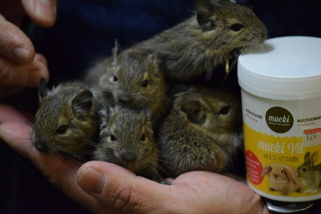 不二屋生まれのデグー赤ちゃん 販売始まりました ペットショップふじやのブログ 不二屋生まれのデグー赤ちゃん 販売始まりました ペットショップふじやのブログ