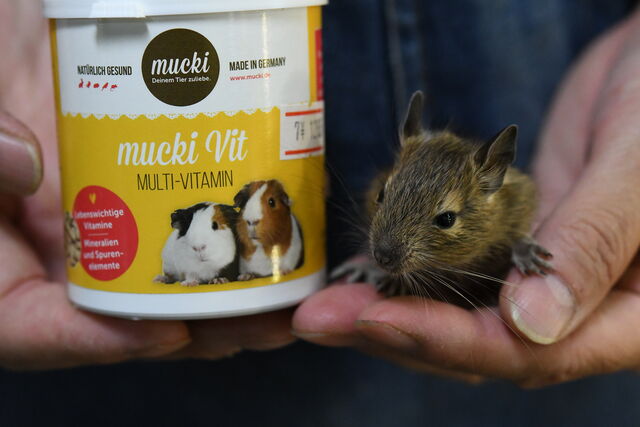 不二屋生まれのデグーの赤ちゃん 成長日記 ペットショップふじやのブログ