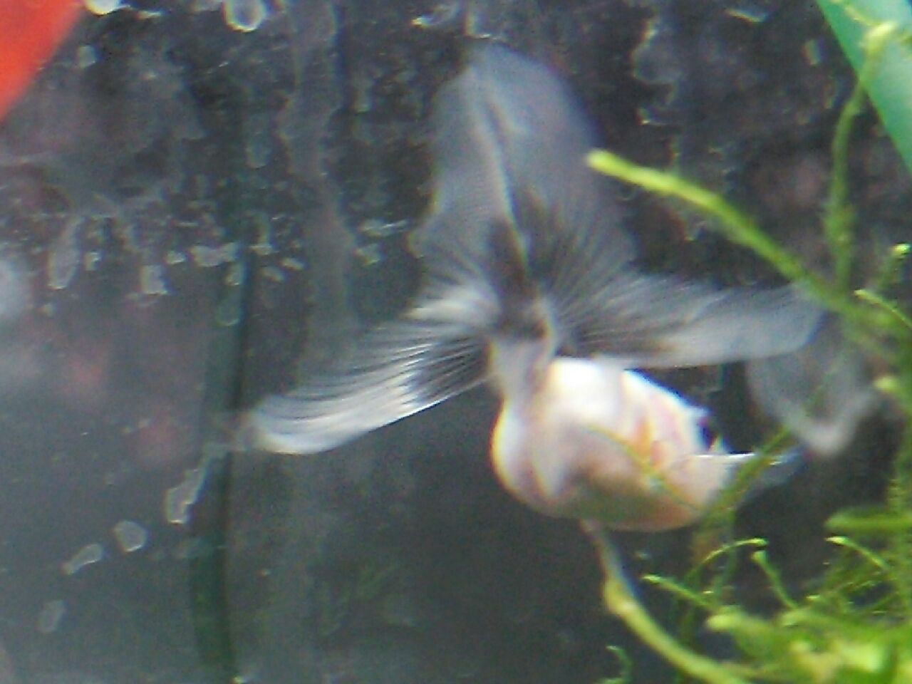 金魚ーな季節が やってきました ペットショップふじやのブログ