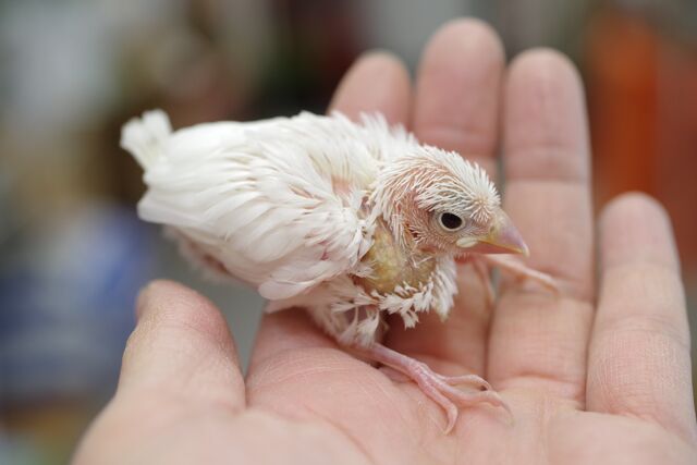 可愛い白文鳥と セキセイインコが入りました ペットショップふじやのブログ