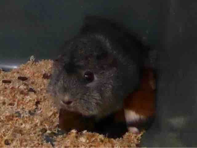 モルモット赤ちゃん産まれました とオランダの国鳥に逢いに とチャンピオンも ハブもいるさぁ 八重山諸島編 その21 ペットショップふじやのブログ