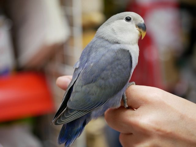 ちょっと珍カラーなハリネズミと小桜インコ ペットショップふじやのブログ