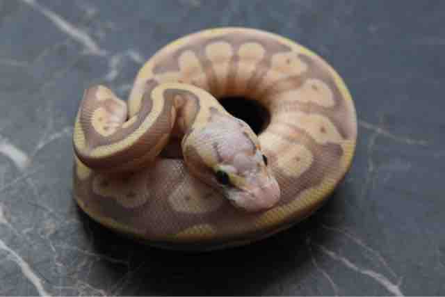 今週の不二屋のボールパイソン ペットショップふじやのブログ