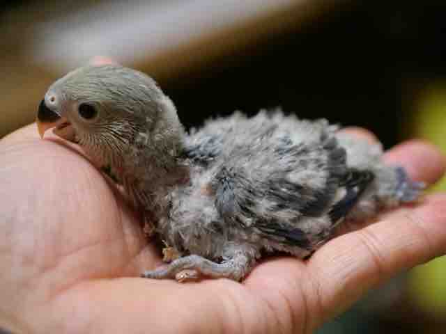 あ 素敵 小桜インコ ペットショップふじやのブログ