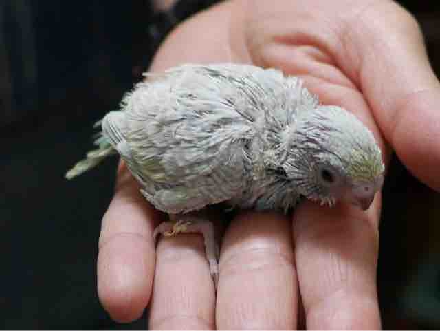 小桜インコ ルチノー入りました セキセイ珍カラーも ペットショップふじやのブログ 小桜インコ ルチノー入りました セキセイ珍カラーも ペットショップふじやのブログ