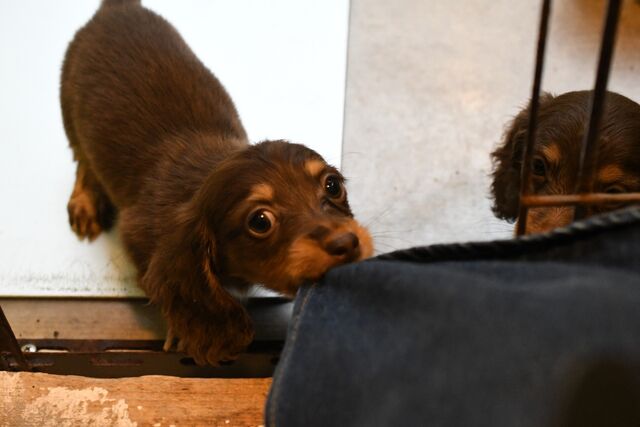 可愛いミニチュアダックスフンドが 入りました ペットショップふじやのブログ