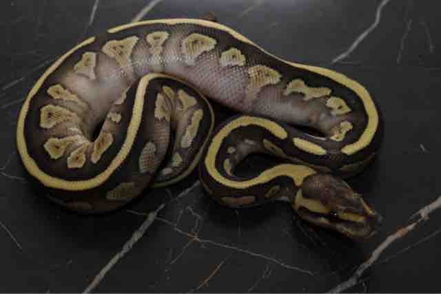 あ 情熱 不二屋のボールパイソン ペットショップふじやのブログ