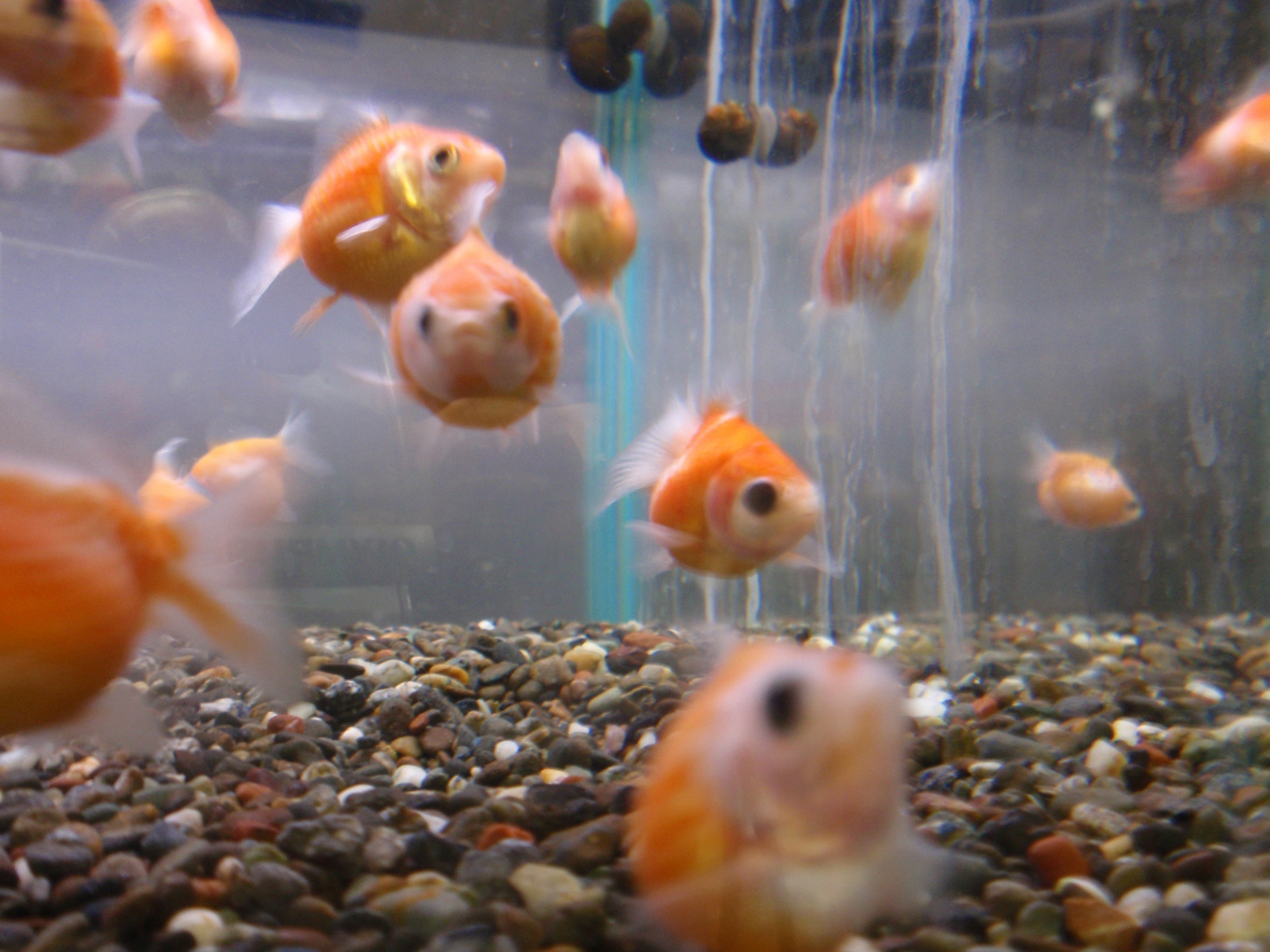 ピンポンパール ペットショップふじやのブログ