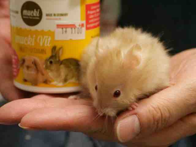 長毛ダブルサテンなキンクマハムスターいます 明日の営業時間は通常通りです ペットショップふじやのブログ