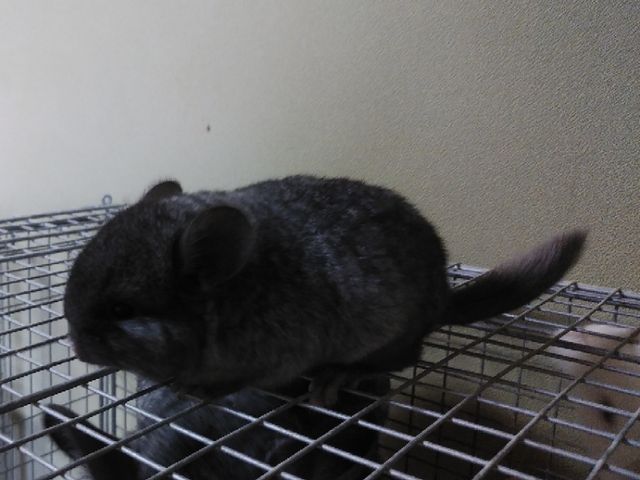 可愛いデグーが入りました と チンチラ赤ちゃん成長日記 エボニー女の子 ペットショップふじやのブログ