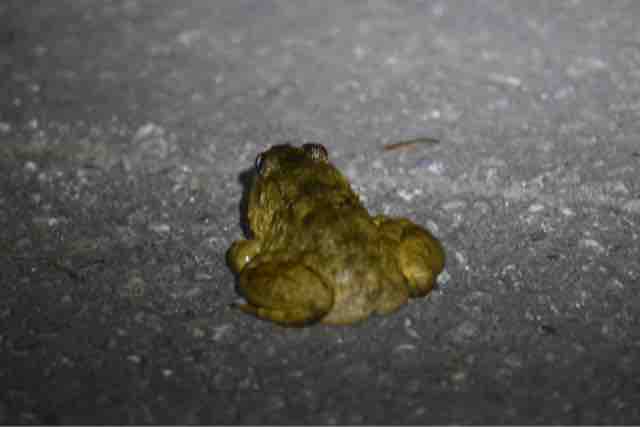 ミツユビハコガメ とやんばるの森に棲む人気者3種に逢いに その10 ペットショップふじやのブログ