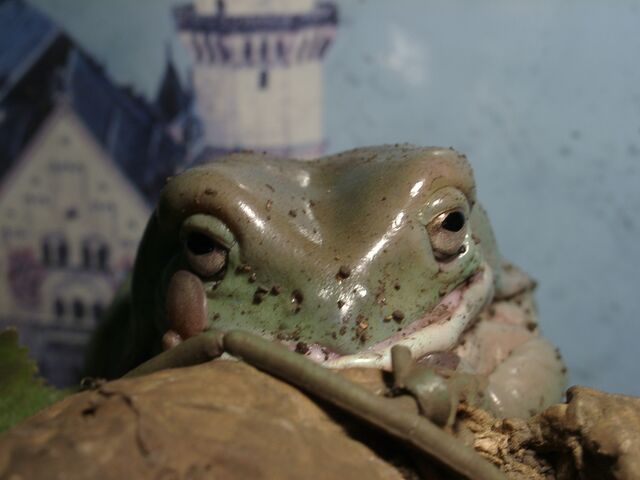 イエアメガエル入ってます と6 30は17 30まで と7月の営業時間 ペットショップふじやのブログ