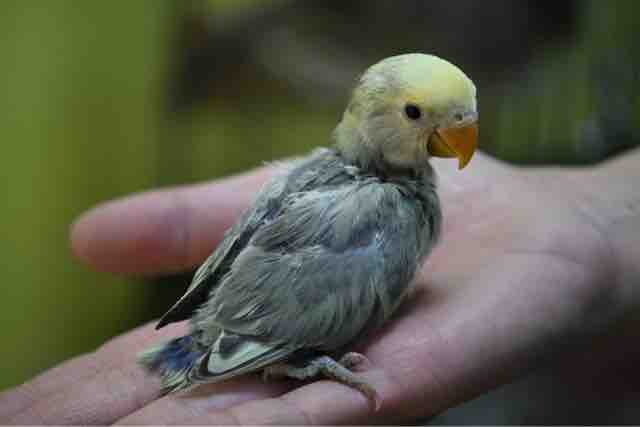 珍カラー小桜インコと年末年始の営業時間 ペットショップふじやのブログ
