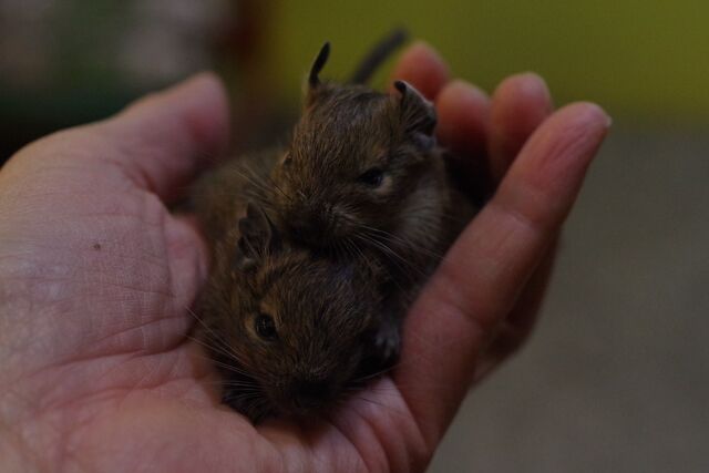 不二屋のデグー赤ちゃん 成長日記 ペットショップふじやのブログ
