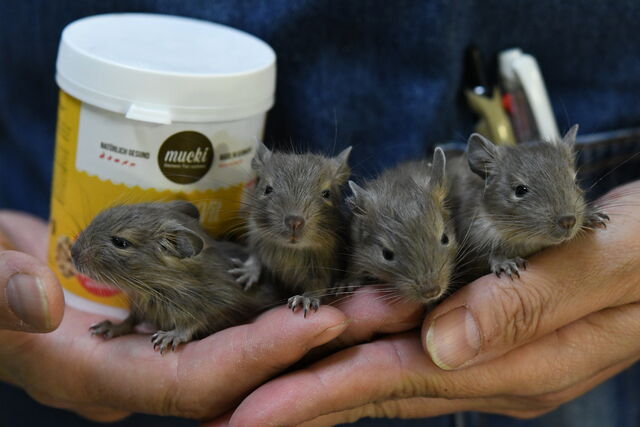 不二屋生まれのデグーの赤ちゃん 成長日記 ペットショップふじやのブログ