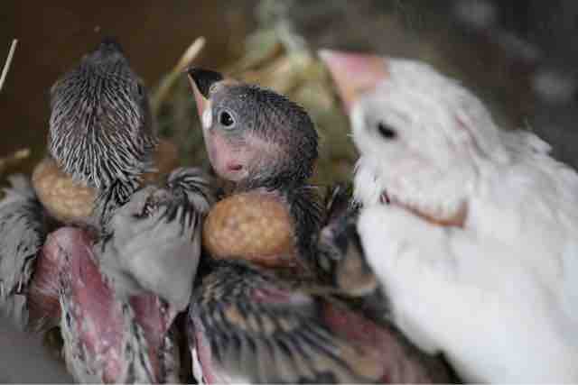 かわいい文鳥入ってます とアジアの怪鳥 黄金色の赤ちゃん ベンガル君に逢いに三たびリゾート地へ その3 ペットショップふじやのブログ