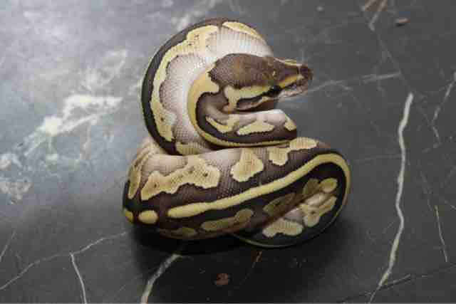 あ 情熱 不二屋のボールパイソン ペットショップふじやのブログ