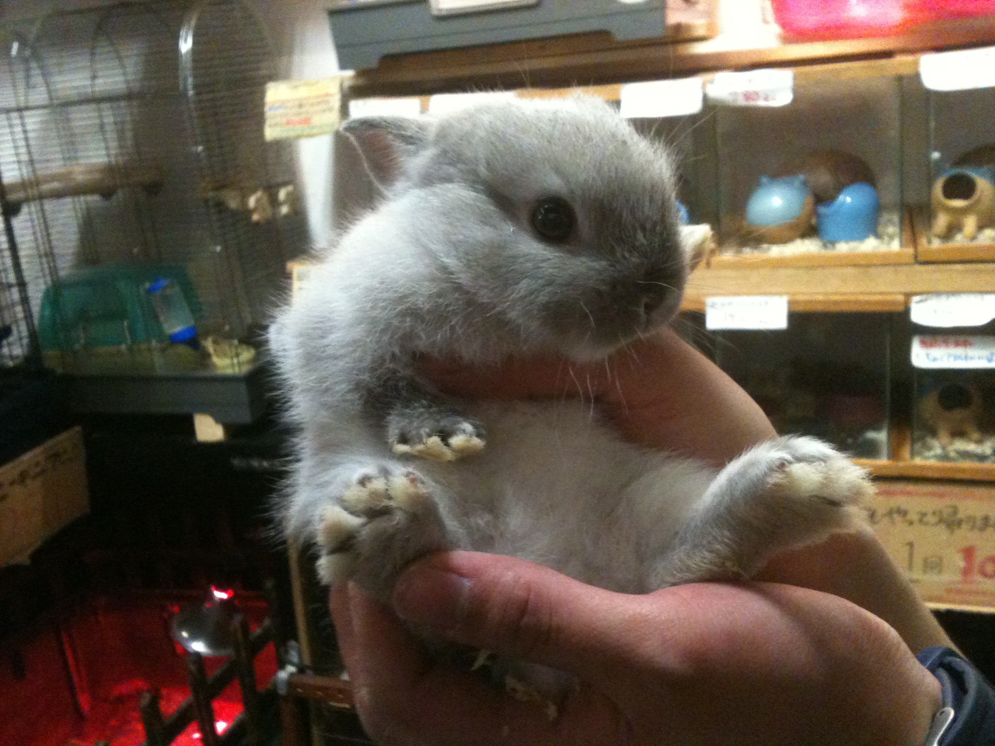 ウサギのネザーランドドワーフ赤ちゃん ペットショップふじやのブログ ウサギのネザーランドドワーフ赤ちゃん ペットショップふじやのブログ