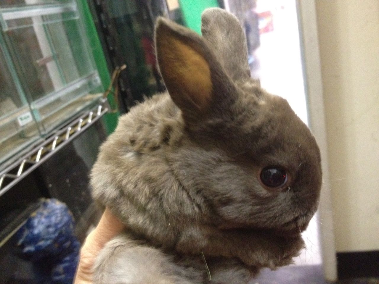 ホーランドロップとミニレッキス入荷中 ペットショップふじやのブログ