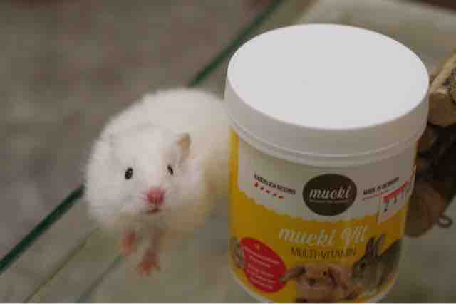 かわいい長毛ハムスター とオランダの国鳥に逢いに とチャンピオンも ハブもいるさぁ 八重山諸島編 その19 ペットショップふじやのブログ