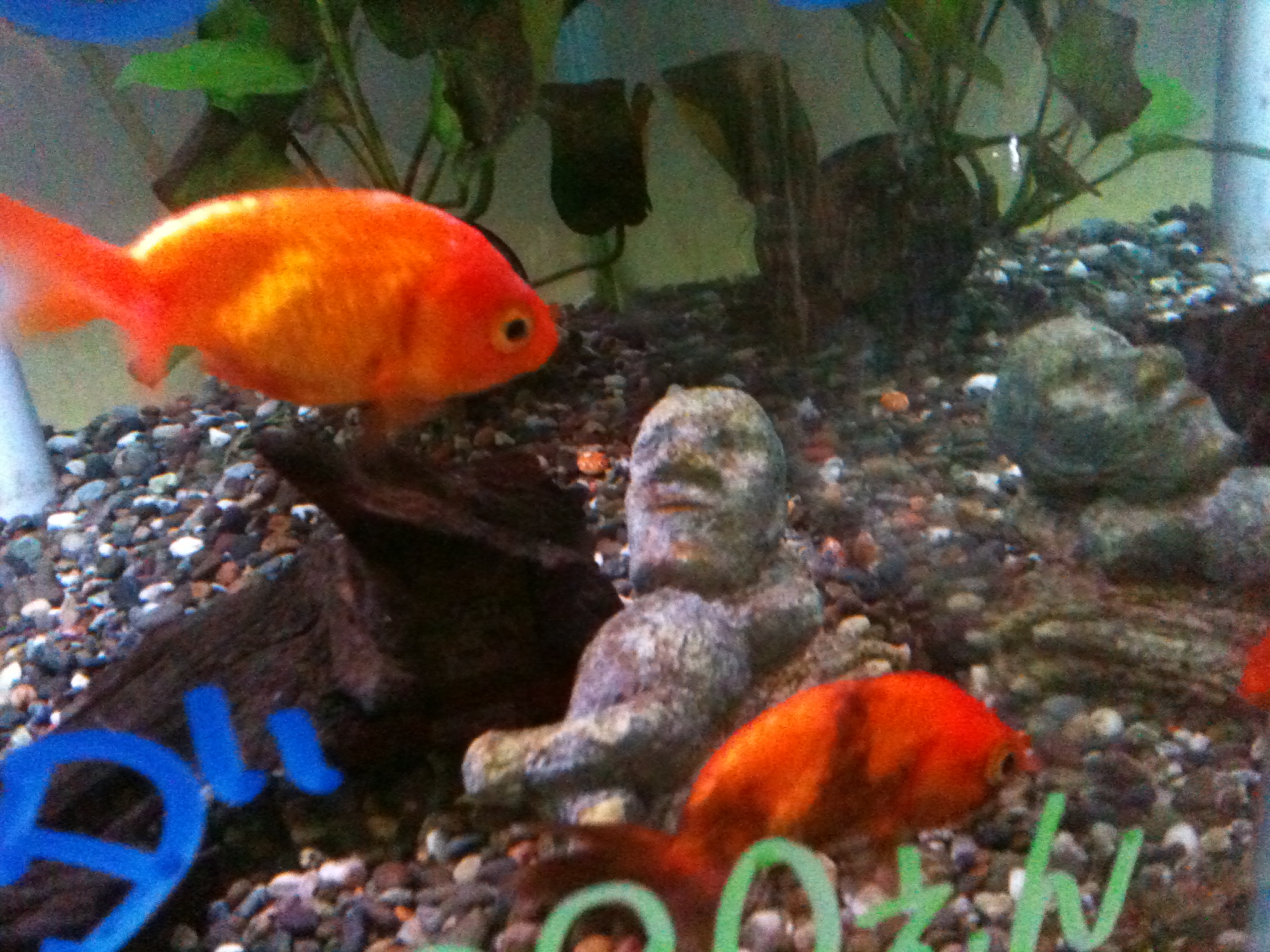 金魚 ペットショップふじやのブログ