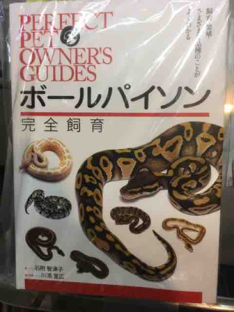 python regius ボールパイソン 図鑑 ボールパイソンとは？特徴や飼育
