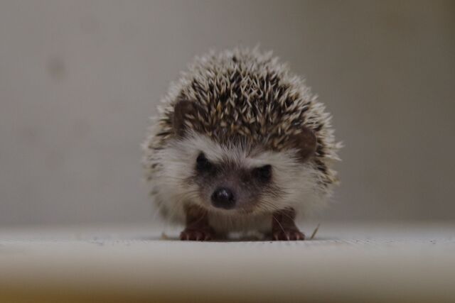 可愛いハリネズミが入りました が 本日はお休みです ペットショップふじやのブログ