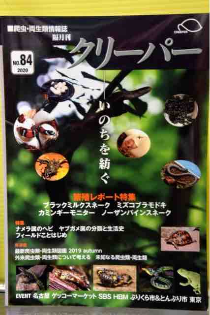 クリーパー最新号発売中 とアジアの怪鳥 黄金色の赤ちゃん ベンガル君に逢いに三たびリゾート地へ その1 ペットショップふじやのブログ