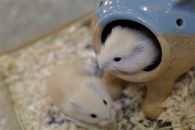 ハムスターの赤ちゃん、成長日記。 : ペットショップふじやのブログ