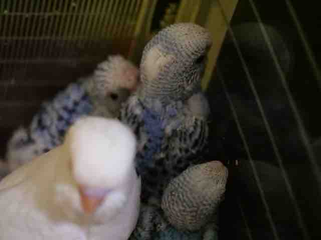 オカメインコ入ってます セキセイインコも ペットショップふじやのブログ