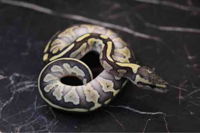 不二屋のボールパイソン ペットショップふじやのブログ