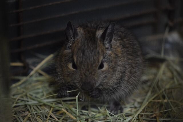 不二屋生まれのデグー赤ちゃん 販売始まりました ペットショップふじやのブログ 不二屋生まれのデグー赤ちゃん 販売始まりました ペットショップふじやのブログ