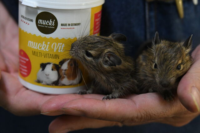 不二屋生まれのデグーの赤ちゃん 成長日記 ペットショップふじやのブログ