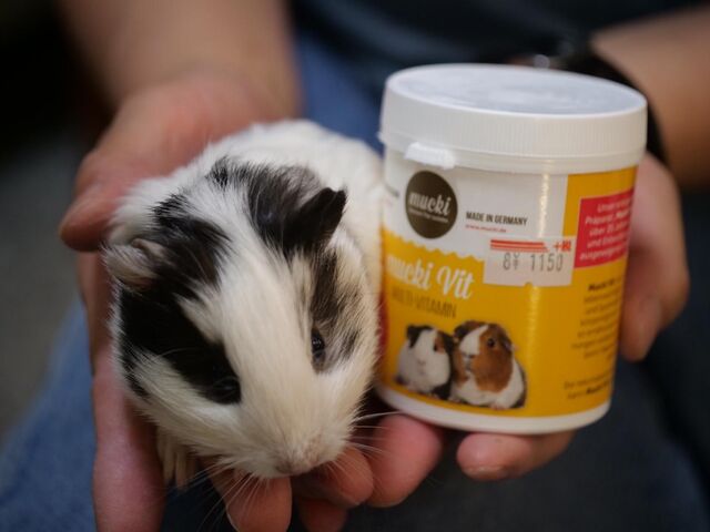 不二屋のモルモット赤ちゃんと チンチラ赤ちゃん ペットショップふじやのブログ 不二屋のモルモット赤ちゃんと チンチラ赤ちゃん ペットショップふじやのブログ