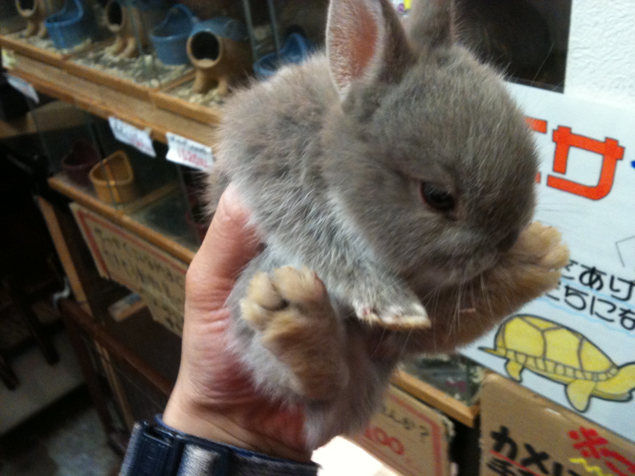 かわいいカラーのうさぎ入ってます ペットショップふじやのブログ