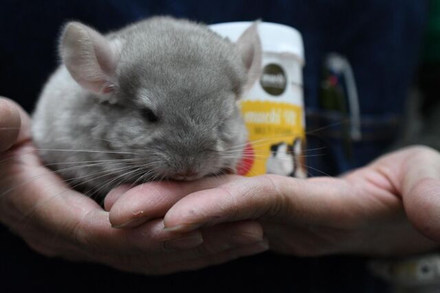 不二屋のチンチラ赤ちゃんは 本日より販売します ペットショップふじやのブログ 不二屋のチンチラ赤ちゃんは 本日より販売します ペットショップふじやのブログ