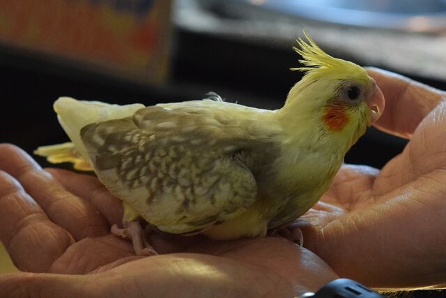 可愛いオカメインコが入りました と イエコオロギは水曜日に入荷予定です ペットショップふじやのブログ 可愛いオカメインコが入りました と イエコオロギは水曜日に入荷予定です ペットショップふじやのブログ