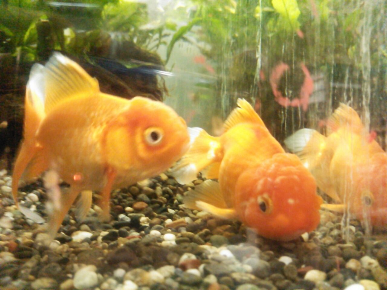 金魚オランダ祭りと 不二屋のチンチラ成長日記 ペットショップふじやのブログ 金魚オランダ祭りと 不二屋のチンチラ成長日記 ペットショップふじやのブログ