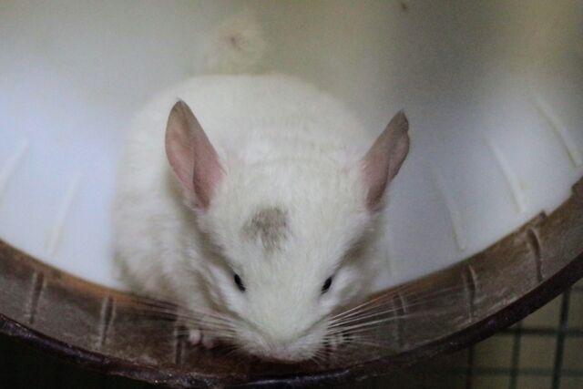 不二屋のチンチラ赤ちゃん 成長日記 ペットショップふじやのブログ