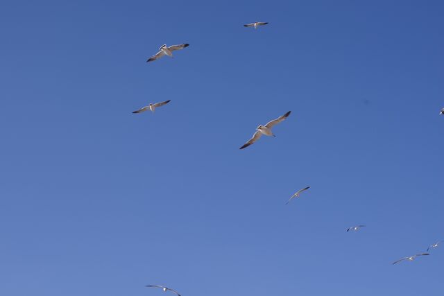 ミナミイシガメが 入りました ペットショップふじやのブログ