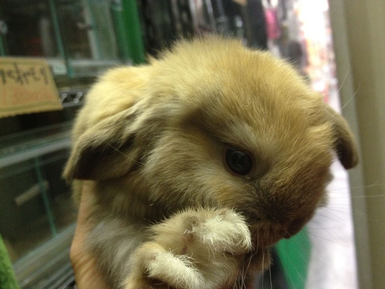 ホーランドロップとミニレッキス入荷中 ペットショップふじやのブログ