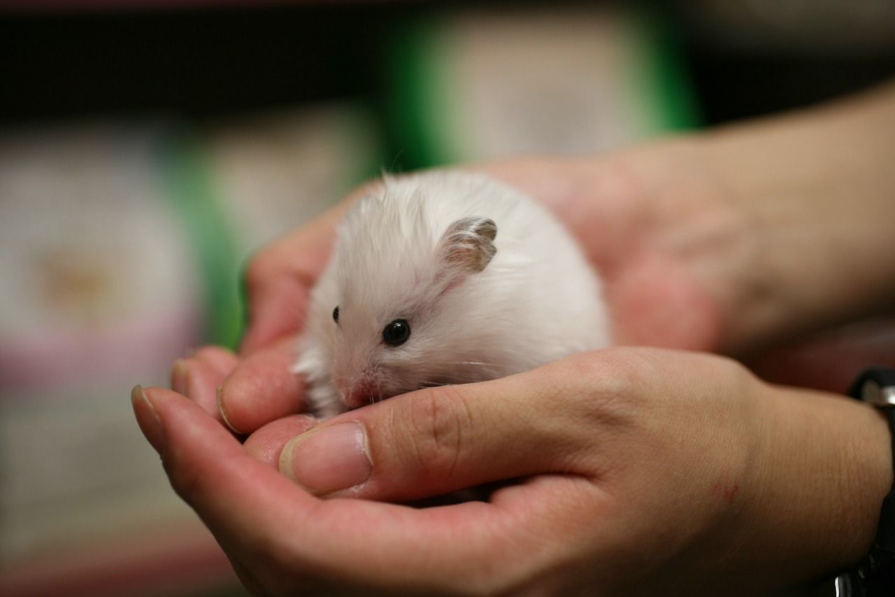 かわゆしはむちゃん W ペットショップふじやのブログ